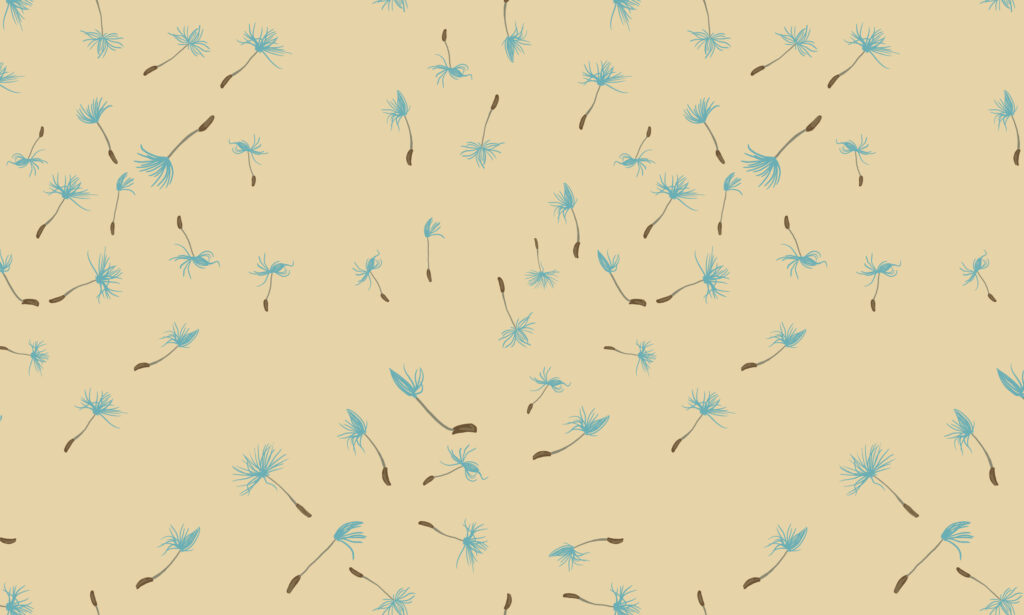 Dandelion seed puffs spraying